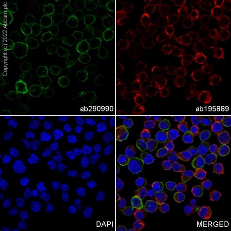 Recombinant Alexa Fluor Anti Cd Antibody Epr Ab