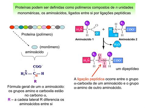 Os Aminoacidos Sao Precursores De Proteinas Em Relacao Aos Aminoacidos - Aula de aminoacidos | PPT