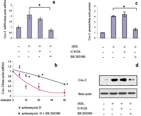 Hdl Induces Cyclooxygenase Expression And Prostacyclin Release In