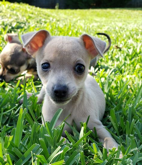 Texas Animal Rescue Team Awarded Samsung Community Impact Grant