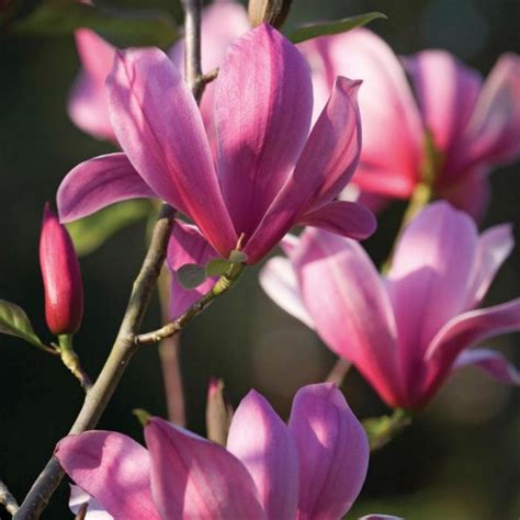 MAGNOLIA Ann #3 — Master Landscape Supply