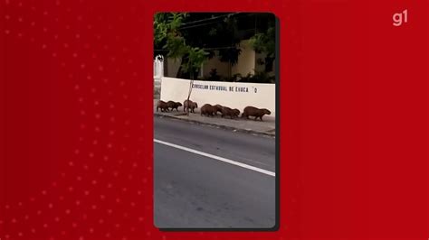 V Deo Grupo De Capivaras Visto Em Ruas Do Recife Pernambuco G