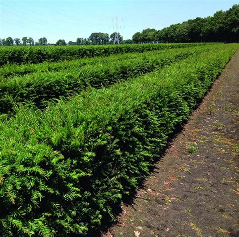 Hicks Yew Hedges Shrub Taxus X Media Hicksii Instanthedge