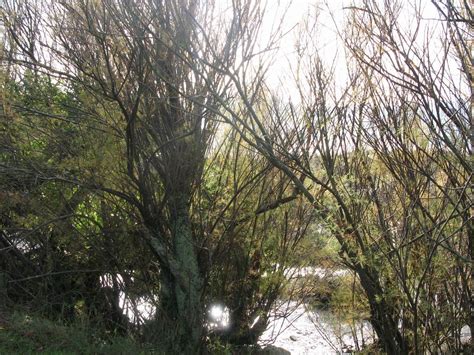 Estuario do Río Anllóns O Camiño dos Faros