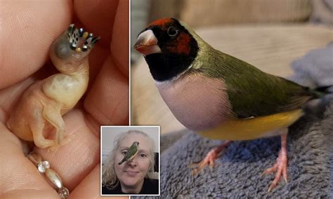 Gouldian Finch Chicks