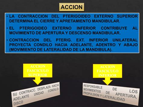 Musculos De La Masticacion Ppt