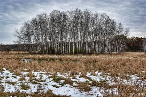 Aspen trees | Jonathan Bloy