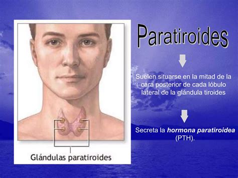 Sistema Endocrino Ppt