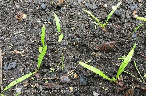 Growing Spinach From Seed Complete How To Guide Get Busy Gardening