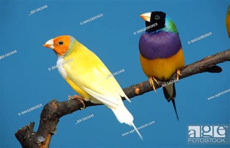 Gouldian Finches Pair Chloebia Gouldiae Stock Photo Picture And