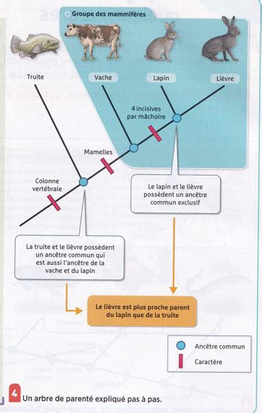 Arbre De Parent Svt Eme