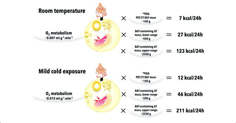 Brown Adipose Tissue Bat Oxidative Metabolism And Contribution To