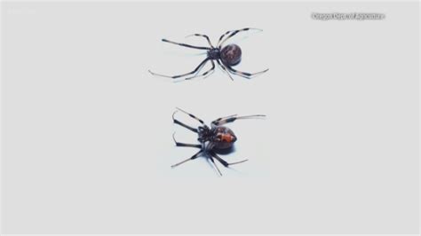 Venomous brown widow spider spotted in Oregon for first time | kgw.com