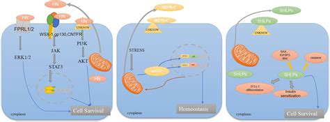 Frontiers Mitochondrial Derived Peptides In Diabetes And Its