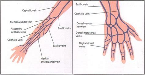 Antebrachial Vein