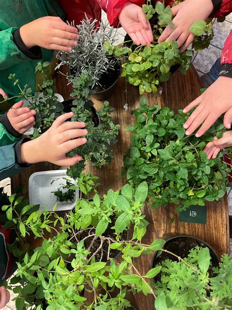 Atelier Enfant D Couverte Des Plantes Aromatiques Rares Vitaminherb