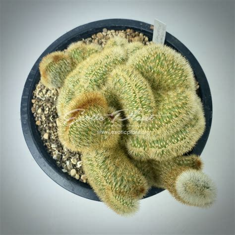 Cleistocactus parapetiensis cristata EXOTIC PLANT Редкие