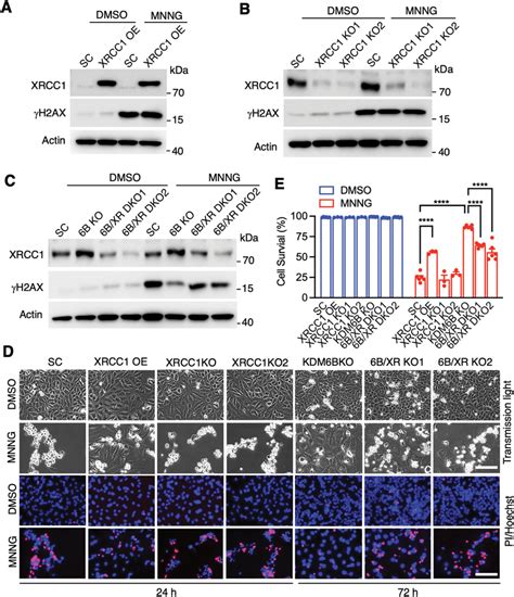 Xrcc1 Regulates Mnng Induced Dna Damage And Cell Death A Immunoblot