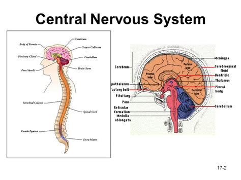 Central Nervous System Diagram Nervous System Structure Function And