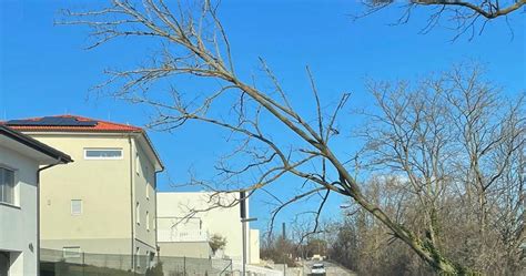 Baum Droht Auf Stra E Und Geb Ude Zu Fallen Freiwillige Feuerwehr