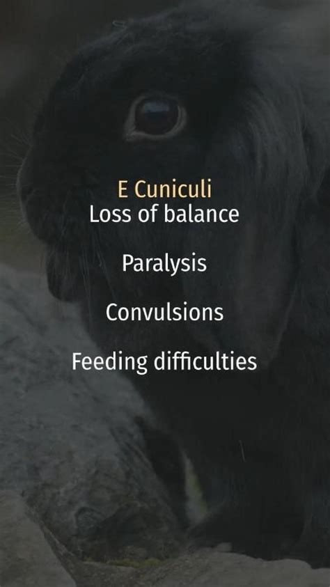 Rabbit Diseases Symptoms -E Cuniculi [Video] | Disease symptoms, Loss of balance, Rabbit care