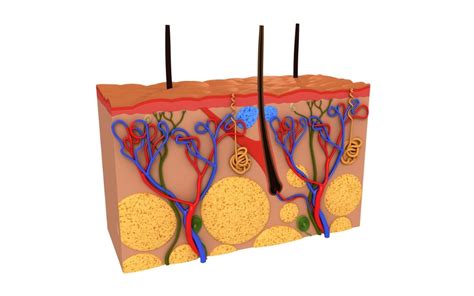 Skin Conductance Training | Biofeedback solutions - NeuroLOGX BV ...