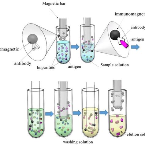 Schematic Diagram Of The Workflow Of The Automatic Immunomagnetic Bead