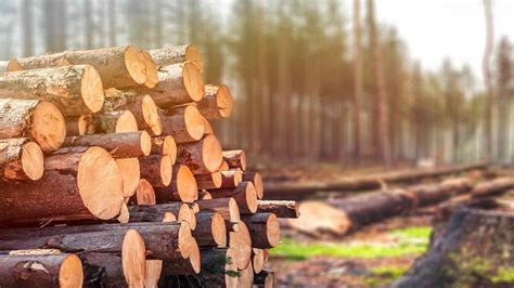 Impactos Positivos Del Uso De Madera En El Medio Ambiente