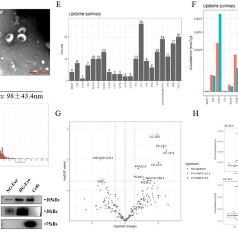 Hk 2 Cells Lipid Composition And Differential Expression Under High