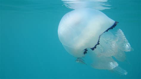 Rhizostoma Pulmo Barrel Jellyfish Polmone Di Mare Focusonblue