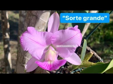 Flora O De Uma Cattleya Walkeriana Especial Na Minha Cole O Youtube