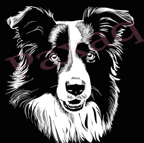 Border Collie Svg Smart Border Collie Clipart  Png Pdf Etsy