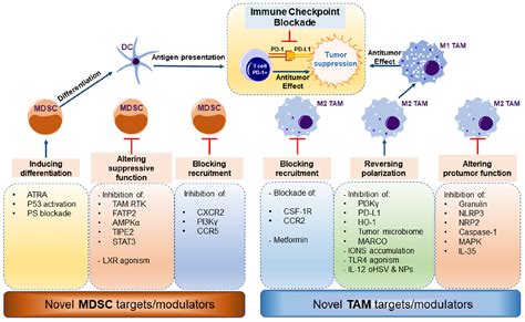 Frontiers Friend Or Foe Recent Strategies To Target Myeloid Cells In