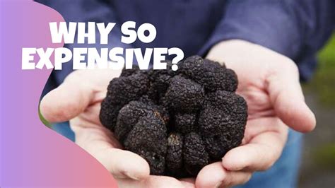 Why Real Truffles Are So Expensive Very Expensive Youtube