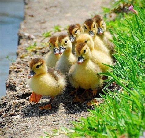 patos junto al río rompecabezas en línea