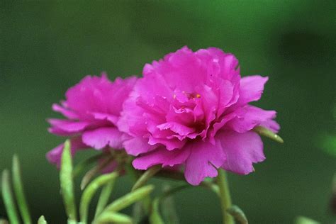 floare roz portulaca grandiflora fotografie gratuita pe pixabay