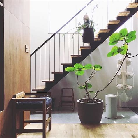 今人気のウンベラータって？お部屋に潤いをもたらすグリーンのある暮らし 観葉植物 玄関 観葉植物 玄関 グリーン