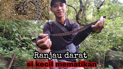 Bahayanya Ular Gibug Atau Ranjau Darat Calloselasma Rhodhostoma