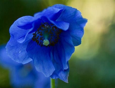 Meconopsis Plant | How to Grow Blue Poppy, Welsh poppy