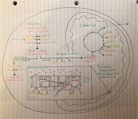 Cellular respiration diagram | Cellular respiration, Cellular ...