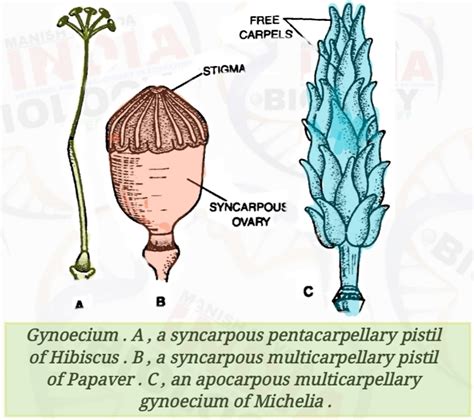 PISTIL THE FEMALE REPRODUCTIVE ORGAN