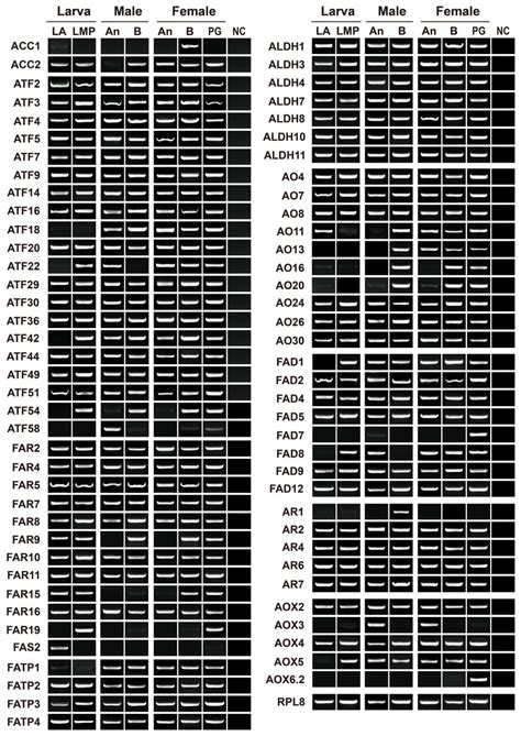 Transcriptome Analysis Identifies Candidate Genes In The Biosynthetic Pathway Of Sex Pheromones