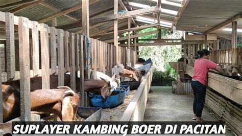 Dolan Kandang Kambing Boer Di Pacitan Youtube