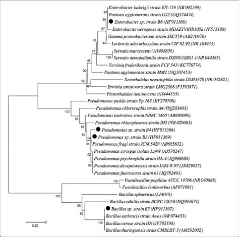 Phylogenetic Dendrogram Of Some Bacteria Based On S Rrna Gene