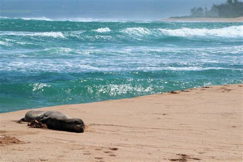 Endangered monk seal makes fast, long journey across Hawaii - Hawaii Tribune-Herald