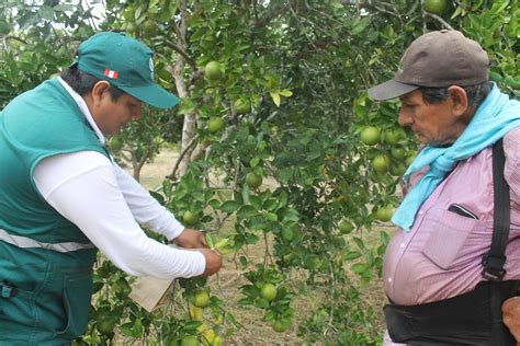 Senasa Certifica Lugar De Producci N Para La Exportaci N De Naranja En