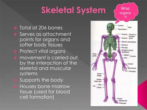 Ppt Anatomy And Physiology Of The Skeletal System Powerpoint