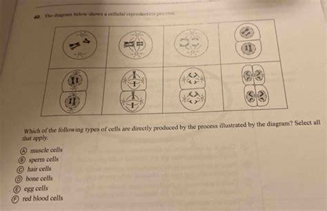 Solved The Diagram Below Shows A Cellular Reproduction Prooess