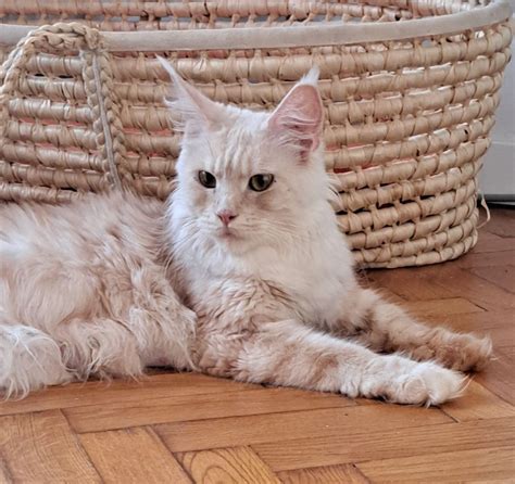 Kocurek Rudy Dymny Maine Coon Bydgoszcz Olx Pl