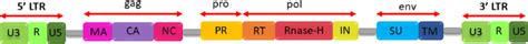 Schematic Structure Of Herv Dna Sequences Herv Full Length Dna Contains